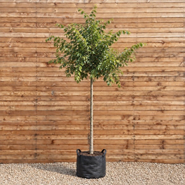 Ein hochstämmiger Baum in einem schwarzen Pflanzsack vor einer Holzwand.