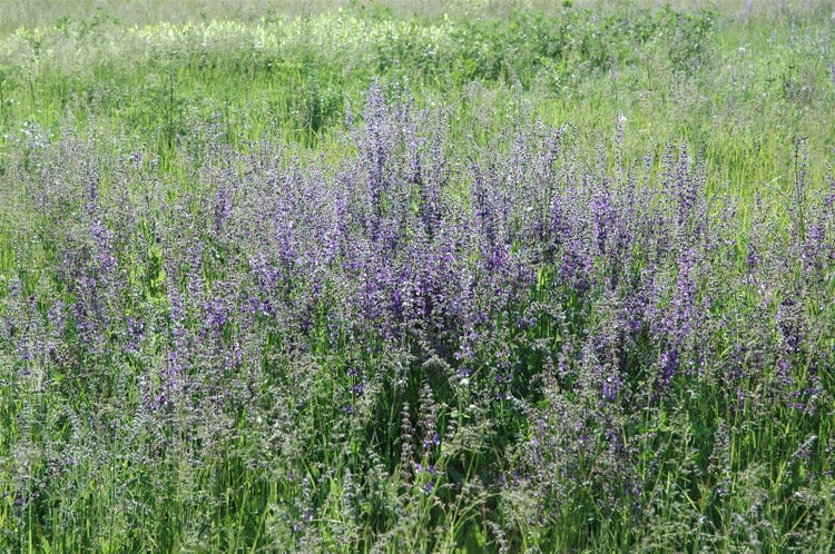 Blühende Salbeipflanzen auf einer Wiese mit violetten Blütenähren inmitten von grünem Gras.