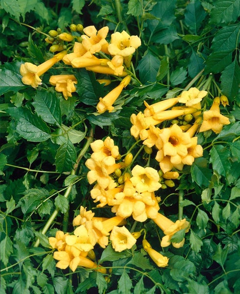 Campsis radicans 'Flava', Trompetenblume, gelb, 40–60 cm