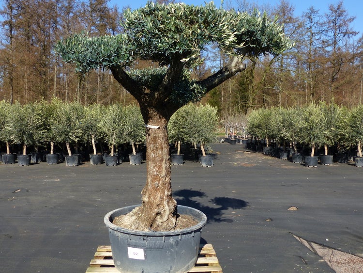 Olivenbaum Pon Pon 220 cm Bonsai Formgehlz, winterhart | HORNBACH