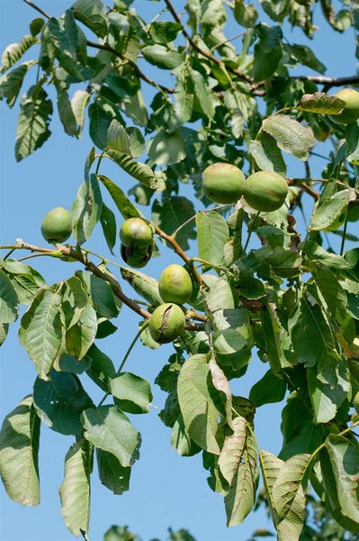 Walnussbaum mit Walnüssen an Ästen und Blättern