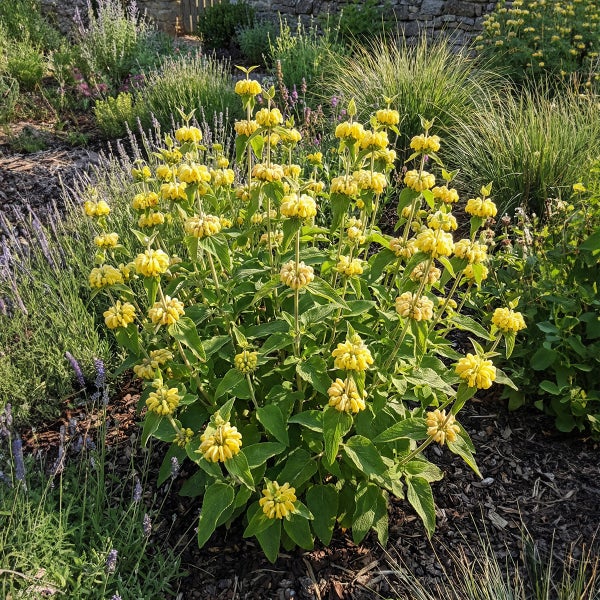 Brandkraut Phlomis russeliana mit gelben Blüten und grünen Blättern in einem Gartenbeet.