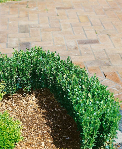 Ilex crenata 'Fastigiata', Japanische Stechpalme, immergrün, 30–40 cm