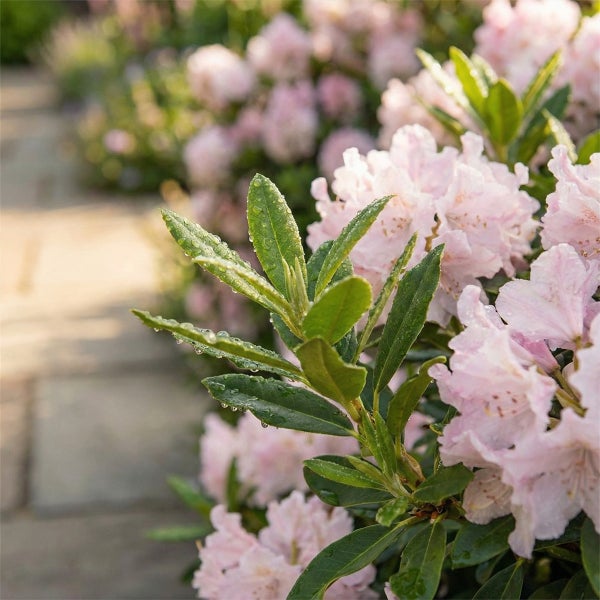 Nahaufnahme eines Rhododendrons mit grünen Blättern, Wassertropfen und hellrosa Blüten im Garten.