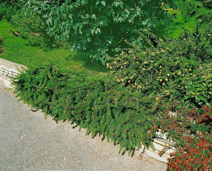 Außenaufnahme eines Gartens mit verschiedenen Pflanzen und Sträuchern entlang eines Gehwegs