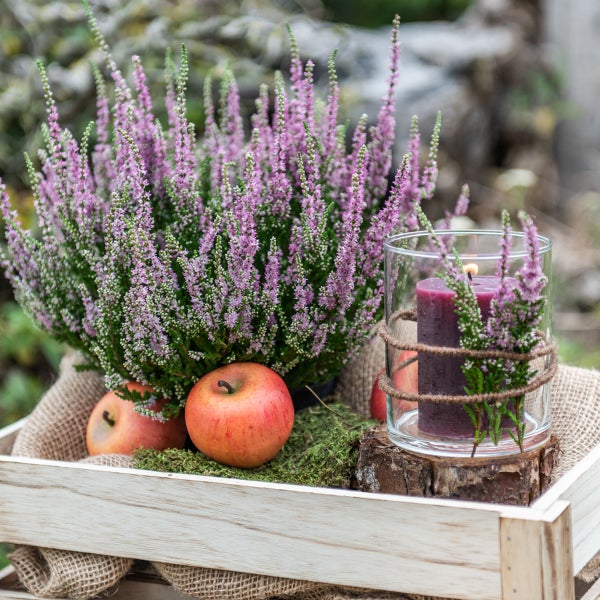 Dekorative Herbstszene mit Heidekraut, Äpfeln und Kerze in einem Holzkasten