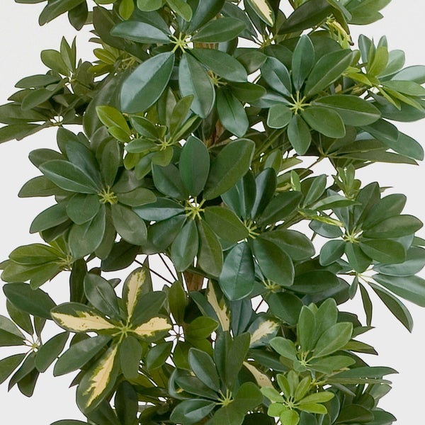 Zimmerpflanze Schefflera mit dichten, glänzenden grünen Blättern in charakteristischer Schirmform.