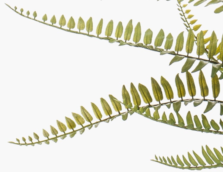 Nahaufnahme einer künstlichen Alocasia-Pflanze mit grünen Stielen und Blättern an einem braunen Stamm.