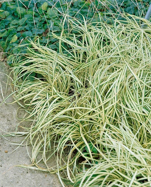 Carex ornithopoda 'Variegata', buntlaubig, ca. 9x9 cm Topf