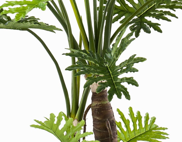 Baum-Philodendron mit markantem Stamm und großen, tief gelappten grünen Blättern.