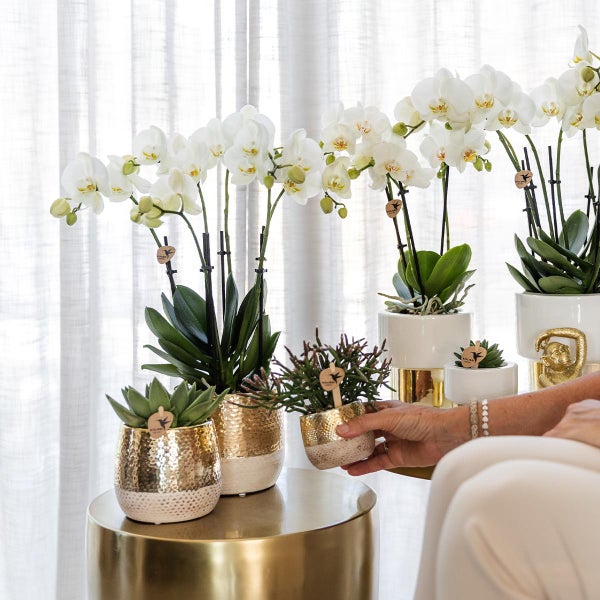 Kolibri Orchids weiße Phalaenopsis Orchidee Amabilis + Elite Topf Gold Topfgröße 9cm 35cm hoch blühende Zimmerpflanze