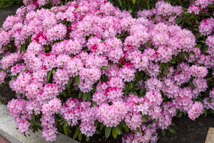 Rhododendron yakushimanum 'Tina Heinje', rosa Blüten, 20–25 cm