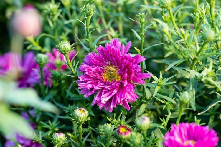 Aster dumosus 'Jenny', Kissen-Aster, rosa, ca. 9x9 cm Topf