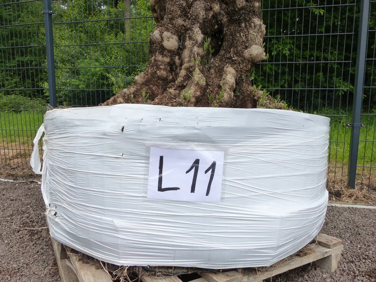 genau dieser Baum L11 Olivenbaum 225 cm, knorrige alte urige Olive winterhart