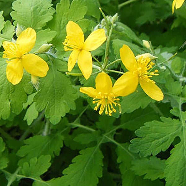 Schöllkraut mit gelben Blüten und grünen Blättern