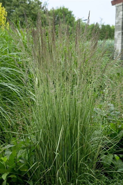Calamagrostis x acutiflora 'Avalanche', Ziergras, ca. 9x9 cm Topf
