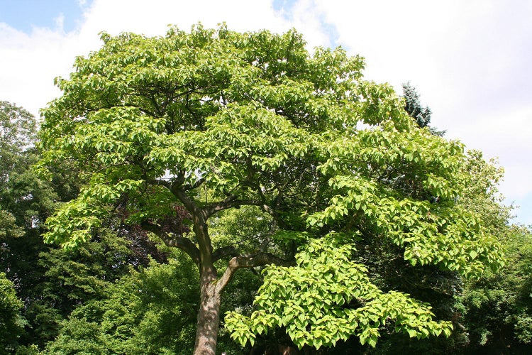 SAFLAX  - Blauglockenbaum - Paulownia tomentosa - 200 Samen