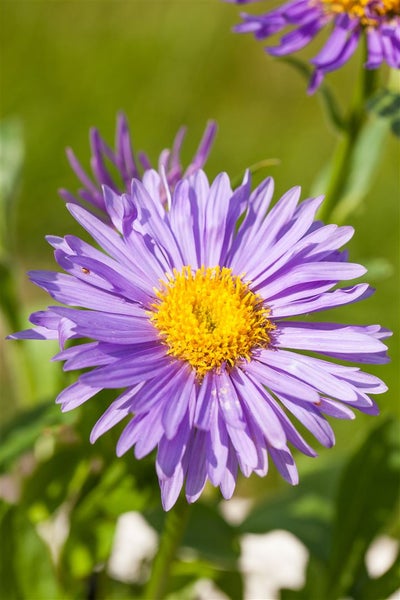 Aster alpinus 'Dunkle Schöne', Alpenaster, violett, ca. 9x9 cm Topf