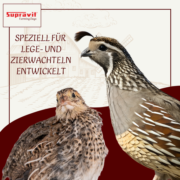 Produktbild mit zwei Zierwachteln und dem Schriftzug speziell für Lege- und Zierwachteln entwickelt