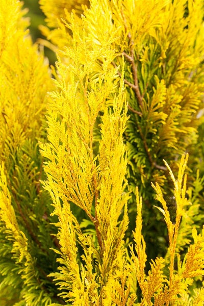 Detailaufnahme einer gelben Scheinzypresse für den Garten