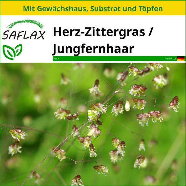 SAFLAX Anzucht Set - Herz-Zittergras / Jungfernhaar - Briza media - 75 Samen - Mit Mini-Gewächshaus, Anzuchtsubstrat und 2 Töpfen