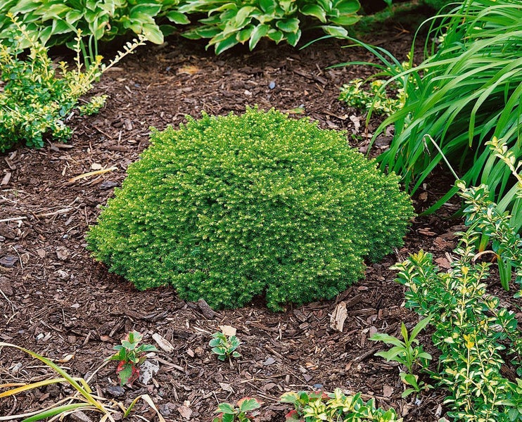 Kissenförmige Zwerg-Eibe im Gartenbeet