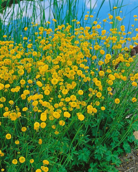 Trollius chinensis 'Golden Queen', Trollblume, leuchtend gelb, ca. 9x9 cm Topf