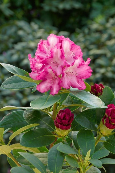 Rhododendron yakushimanum 'Blurettia', rosa Blüten, 40–50 cm