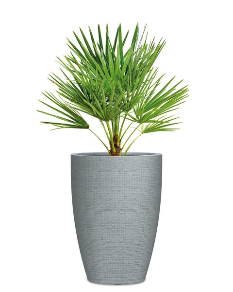 Scheurich Barceo High 40, Hochgefäß/Blumentopf/Pflanzenkübel, rund,  aus Kunststoff Farbe: Stony Grey, 29 cm Durchmesser, 40 cm hoch, 6,5 l Vol.