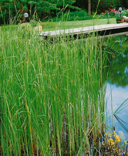 Typha laxmannii, Rohrkolben, ca. 9x9 cm Topf