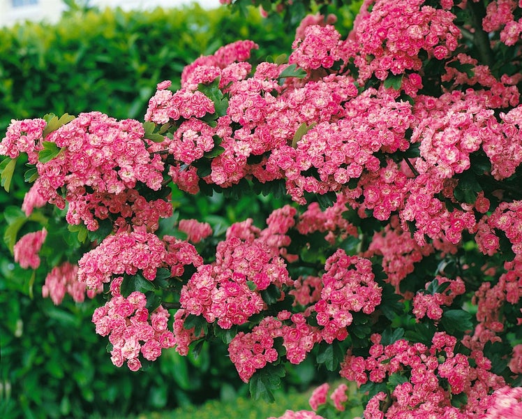 Crataegus laevigata 'Paul's Scarlet', Rotdorn, dunkelrosa, 125–150 cm