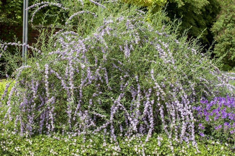 Buddleja alternifolia, Hänge-Sommerflieder, 40–60 cm
