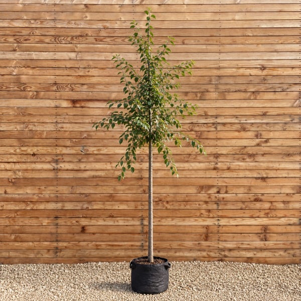 Junger Baum als Hochstamm in einem Pflanzsack vor einer Holzwand