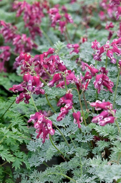 Blutblume mit rosa Blüten und grünem Laub