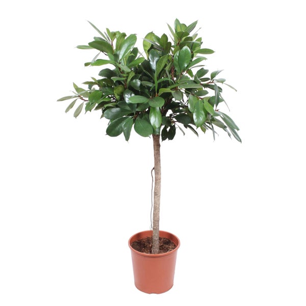 Afrikanischer Feigen-Baum – 150 cm – ø30