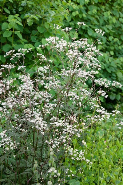 Anthriscus sylvestris 'Ravenswing', Wiesenkerbel, dunkelrot, ca. 11x11 cm Topf