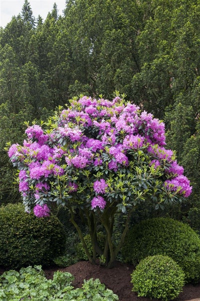 Rhododendron 'Roseum Elegans', rosa Blüten, 50–60 cm
