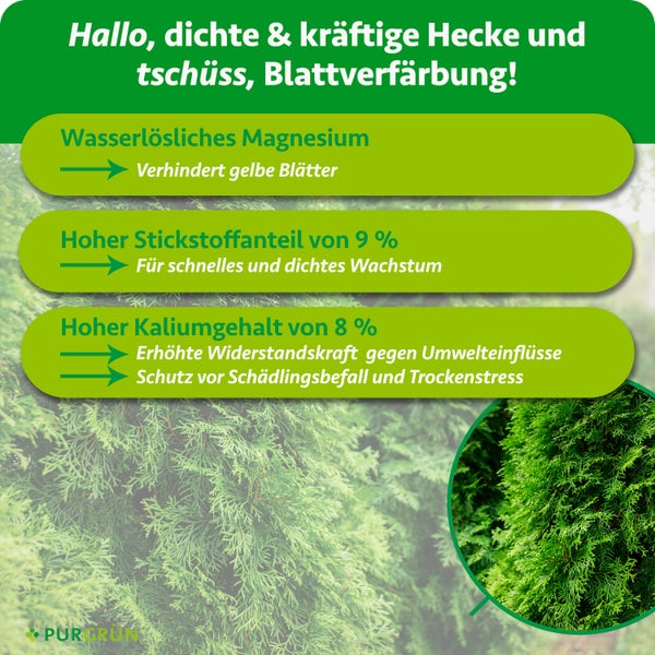 Heckendünger-Infografik: Magnesium gegen Blattverfärbung, 9 Prozent Stickstoff, 8 Prozent Kalium für Wachstum und Widerstandskraft. Purgrün Logo.