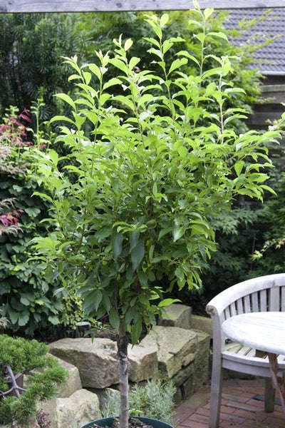 Prunus cerasifera 'Nigra', Zwergpflaume, dunkelrot, 60 cm