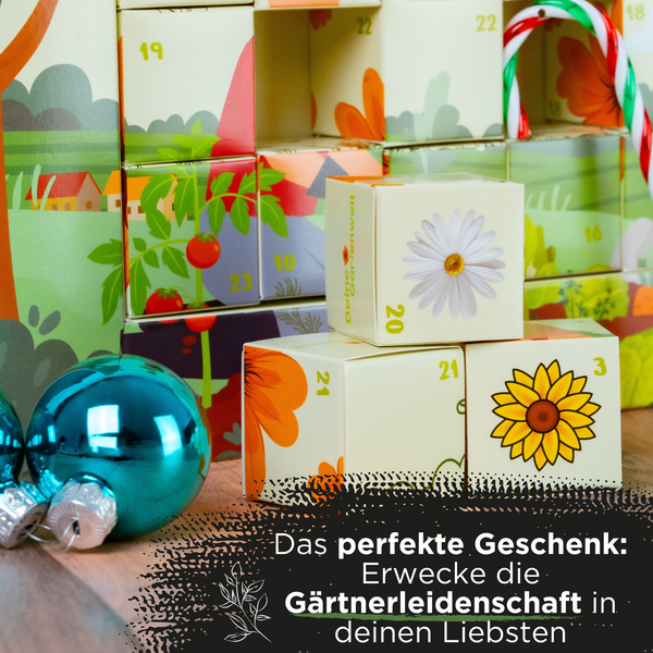 Adventskalender für Gärtner mit Samentütchen in nummerierten Schachteln mit Pflanzenmotiven, dekoriert mit Christbaumkugel und Zuckerstange.