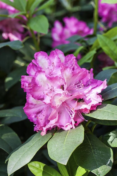 Rhododendron Hybr. 'Junifeuer', leuchtend rot, 30–40 cm