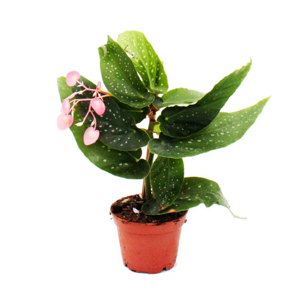Engelsflügel-Begonie - Begonia Angel Wings - grüne Blätter - Mini-Pflanze im 5,5cm Topf