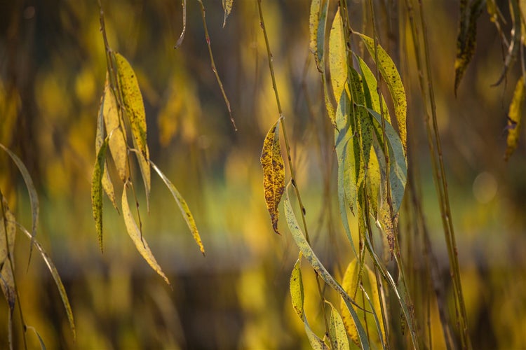 Herbstliche Weidenbaumblätter an Zweigen