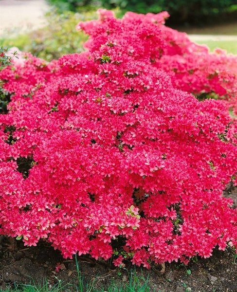 Azaleenstrauch mit zahlreichen Blüten