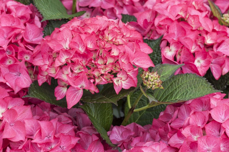 Hydrangea macrophylla 'Red Angel', Hortensie, rot, 40–60 cm