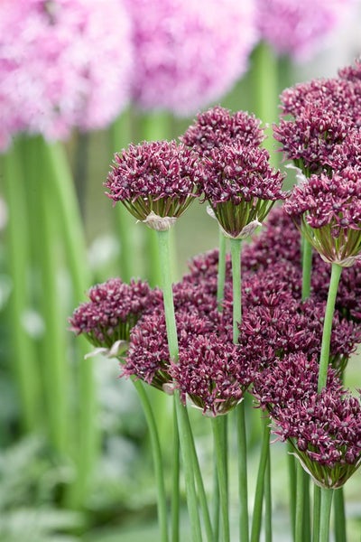 Allium atropurpureum, Zierlauch, dunkelviolett, ca. 11x11 cm Topf