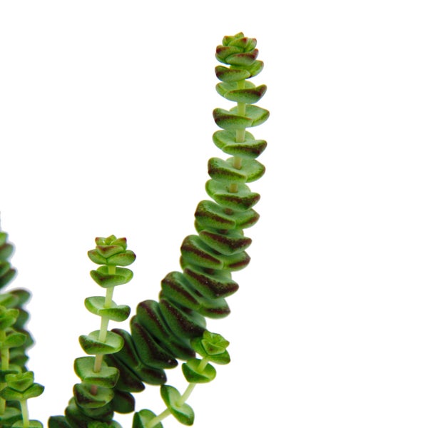 Sukkulente - Crassula Hottentot - Felsen-Dickblatt -  im 8,5cm Topf