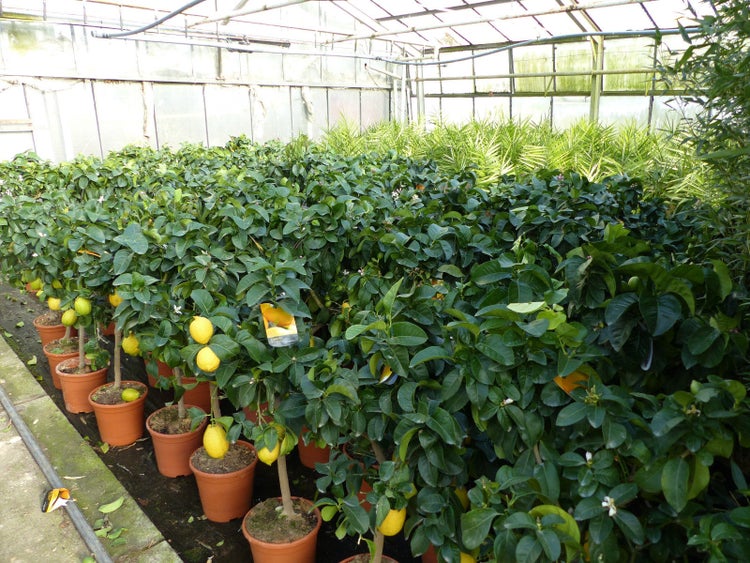 Grünwaren: echter Zitronenbaum 70 - 100 cm Zitrone Citrus Limon Zitruspflanze