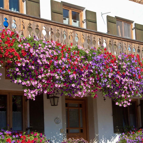 Blume im Topf mit Maßangaben zur Größe.