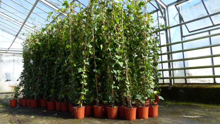 30 Stück Efeu Hedera helix 180 - 200 cm Pyramide Säule winterhart Kletterpflanze Hecke Sichtschutz blickdicht